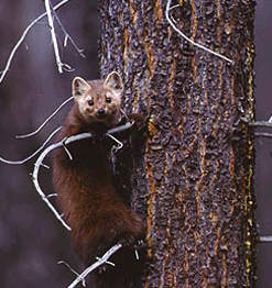 Pine Martin by John Marriott